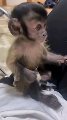 a small monkey sitting on top of a bed with it's paws in the air