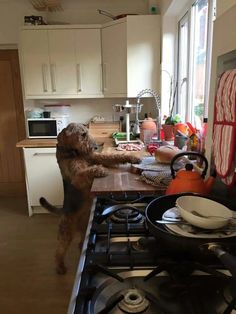 a dog standing on its hind legs in the kitchen