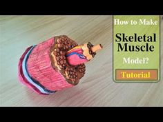 how to make a skeletal muscle model?