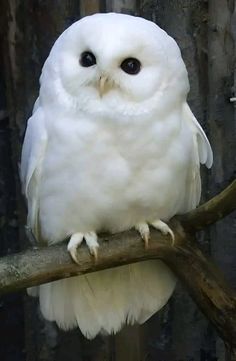 an owl sitting on top of a tree branch