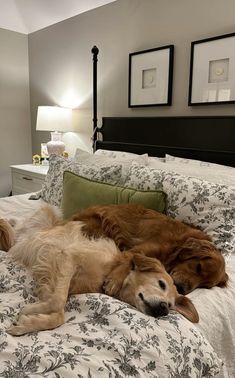 two dogs laying on a bed in a bedroom