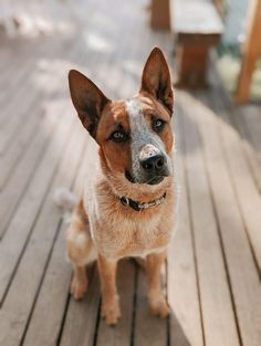 a brown and white dog sitting on top of a wooden floor