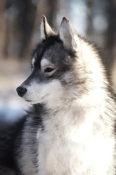 a husky dog is sitting in the snow