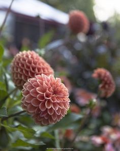 some very pretty pink flowers in a garden