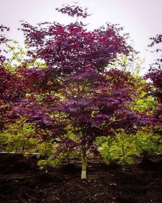 a tree with purple leaves in the middle of some dirt and trees on either side