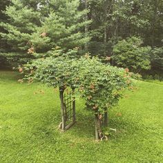 two trees that are sitting in the grass