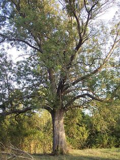 a large tree in the middle of a field with grass and trees around it,