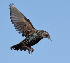 a bird flying through the air with its wings spread