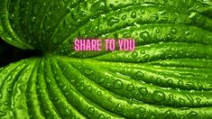 the words share to you are written on a green leaf with water droplets around it