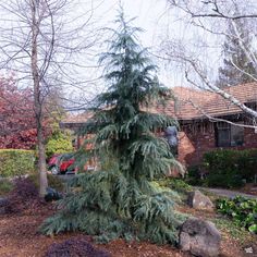 a small pine tree in front of a house