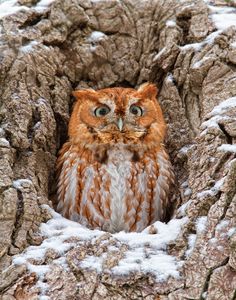 an orange and white owl sitting in the middle of a tree with snow on it