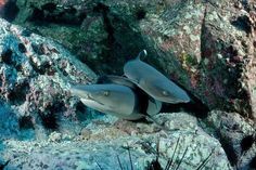 two black and white sharks on rocks in the ocean