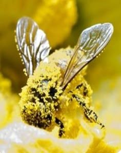 a close up view of some yellow flowers