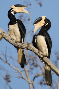 two black and white birds sitting on top of a tree branch next to each other