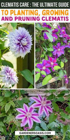 Clematis Vine Care: Planting, Growing and Pruning Tips Climbing Plants Trellis