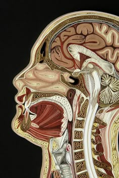 an image of the inside of a human head