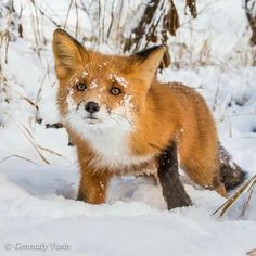 a red fox in the snow looking at the camera