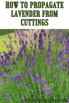 lavender flowers growing in the garden with text overlay how to propagate lavender from cuttings