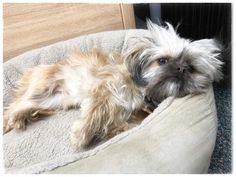 a small dog laying on top of a pet bed