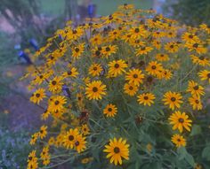 yellow flowers are growing in the garden