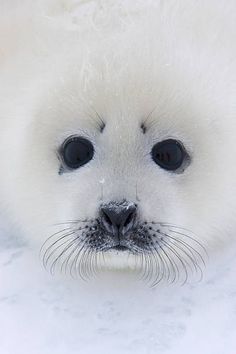 a close up of a baby seal laying on the snow with its eyes wide open