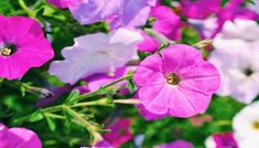 purple and white flowers are growing in the garden