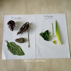 an image of different plants and leaves on paper