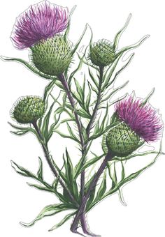 a drawing of thistles with purple flowers on the top and green stems in the middle