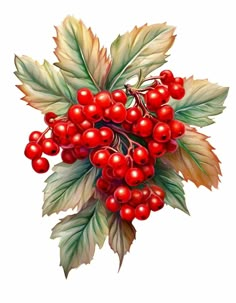 a painting of berries and leaves on a white background