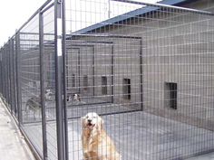 a dog is sitting in an enclosed area