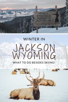 the words winter in jackson wyoming, and what to do besides skiing on snow covered mountains