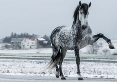 a black and white horse standing on its hind legs in the middle of a snowy field