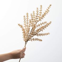 a hand holding a bunch of flowers on a white background in front of the camera