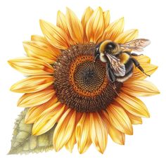 a drawing of a sunflower with a bee sitting on it's center piece