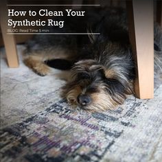 a dog laying under a table with the words how to clean your synthetic rug on it