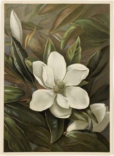 a white flower with green leaves on it shower curtain set size 75 h x 69 w