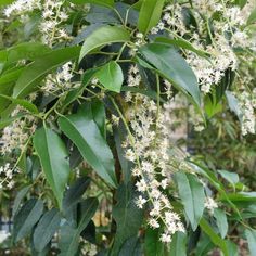 some white flowers and green leaves on a tree