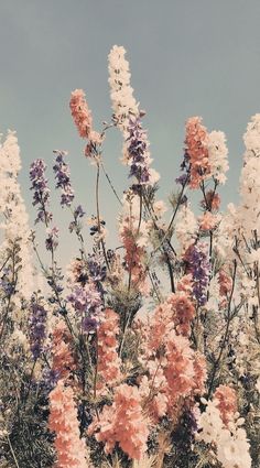 colorful flowers against a blue sky background