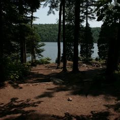 there is a bench in the woods by the water