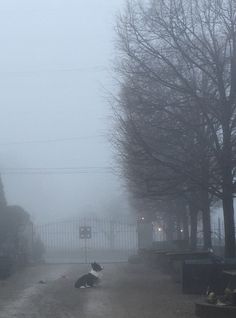 a black and white dog laying in the middle of a road on a foggy day