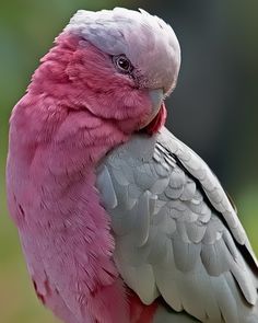 a close up of a pink and grey bird