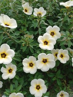 white and yellow flowers with green leaves in the background