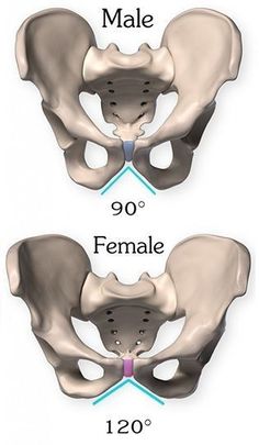 Pelvis Anatomy, Medical School Studying