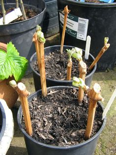 several potted plants with sticks sticking out of them