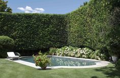 Beside the pool, a row of white-flowering French hydrangea sits in clear view of the kitchen and living room. Pool With Hedge Fence, Hybrid Willow Trees Privacy Hedge