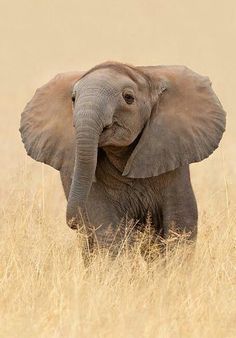 an elephant standing in the middle of a dry grass field with its trunk up and it's head turned to the side