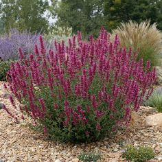 purple flowers are blooming in the garden on rocks and gravel, along with other plants