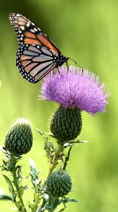 a butterfly sitting on top of a purple flower