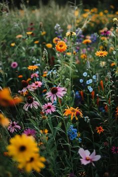 Bloom with Style: Wildflower Garden Ideas Wildflowers Garden, Garden Wild, Wild Flowers Landscape, Wildflower Asethic, Wildflower Yard, Wildflower Pictures, Wildflower Aesthetic, Wildflower Garden Ideas, Wild Garden Ideas