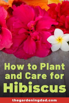 flowers with the words how to plant and care for hibiscus on top of it